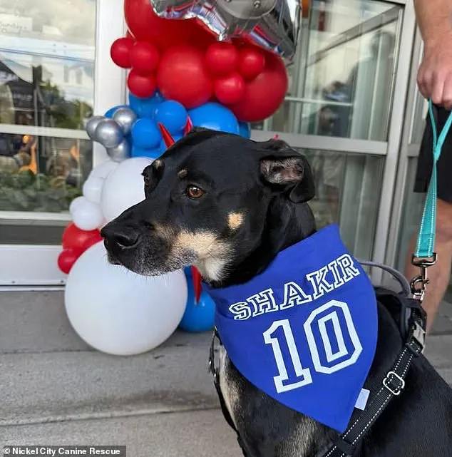 Buffalo Bills' Khalil Shakir Rescues 19 Dogs in Viral Video