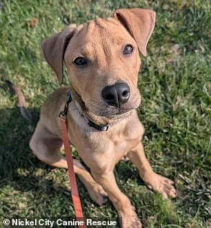 Buffalo Bills' Khalil Shakir Rescues 19 Dogs in Viral Video