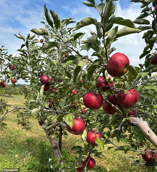 Ohio Orchard's Viral Stand Against Theft Sparks Nationwide Conversation on Honesty and Community Values