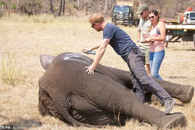 Chad's Environment Ministry Accuses Prince Harry's African Parks of Neocolonialism and Conservation Failures, Ends 15-Year Partnership