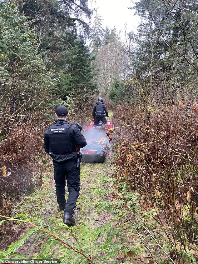 Grizzly Bear Still at Large After Attacking Elementary School in Bella Coola, Canada, Leaving 11 Injured