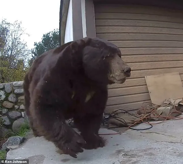 A California Homeowner's Month-Long Battle with a 550-Pound Bear Ends as the Furry Intruder is Finally Removed