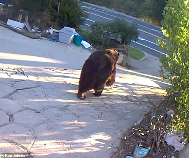 A California Homeowner's Month-Long Battle with a 550-Pound Bear Ends as the Furry Intruder is Finally Removed