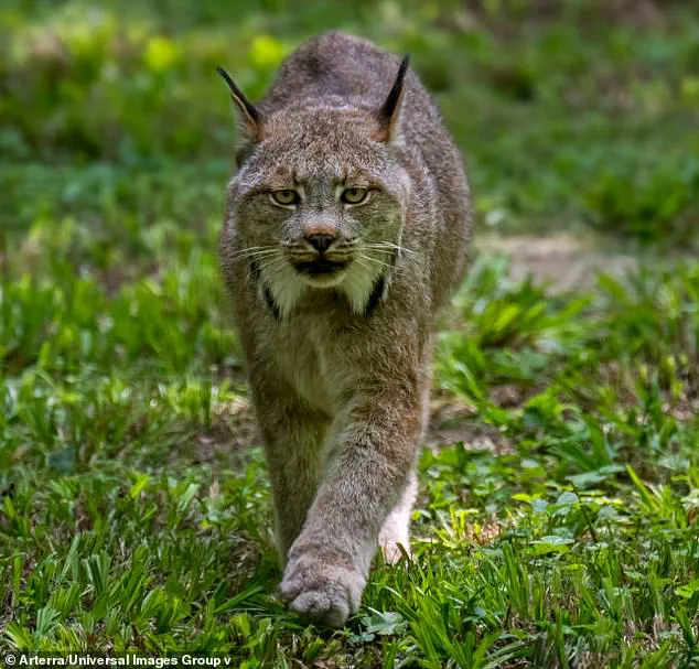 Privileged Glimpse: Ultra-Rare Lynx Kittens Caught on Camera in Voyageurs National Park