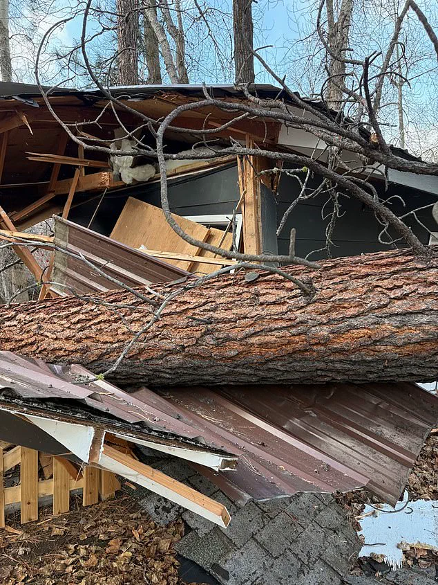 Silent Witnesses: The Century-Old Pines That Have Endured a Century of Change in Montana