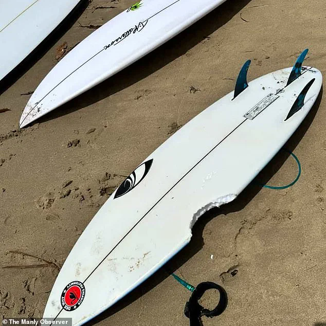 Shark Attacks Prompt Lockdown on Sydney's Northern Beaches After Three Incidents in 26 Hours, Including Two Involving Children