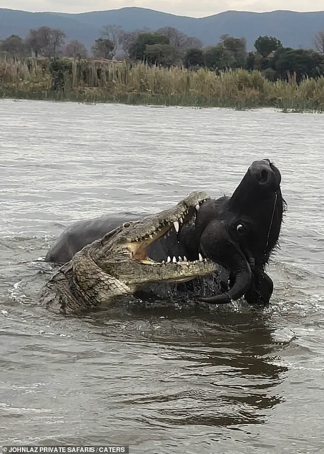 Breaking: Harrowing Buffalo-Crocodile Encounter Captured on Footage in Zambia's Lower Zambezi River