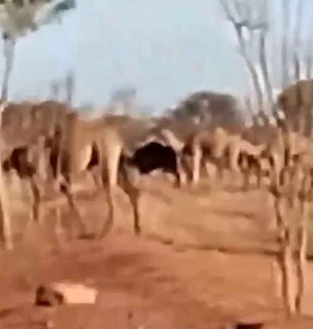 Behind Closed Doors: The Hidden Crisis of Feral Camels in Australia's Outback