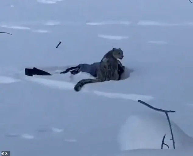 Rare Snow Leopard Encounter Injures Tourist in Northern China's UNESCO Site