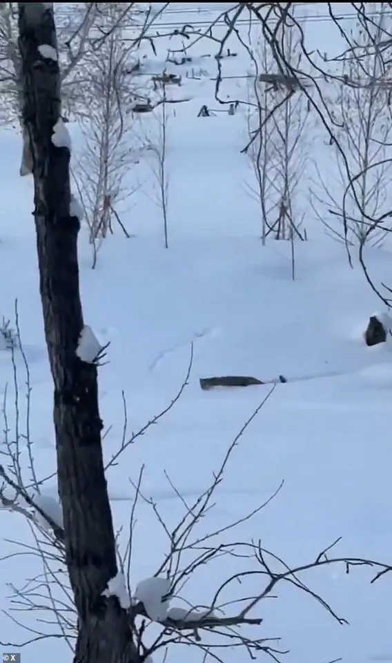 Rare Snow Leopard Encounter Injures Tourist in Northern China's UNESCO Site