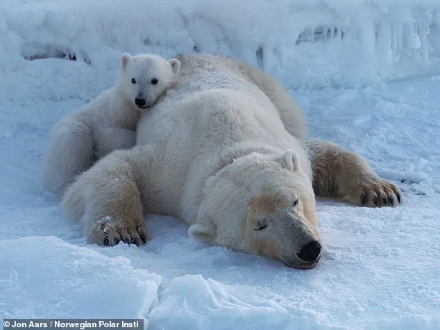 Polar Bears Bulking Up Amid Sea Ice Loss: New Study Sparks Urgent Reevaluation of Arctic Climate Impact