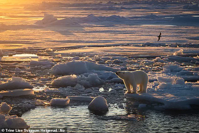 Polar Bears Bulking Up Amid Sea Ice Loss: New Study Sparks Urgent Reevaluation of Arctic Climate Impact