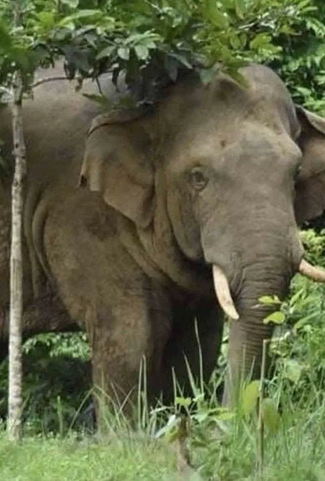 Elephant Linked to Three Killings Tramples Thai Tourist to Death in Khao Yai Park