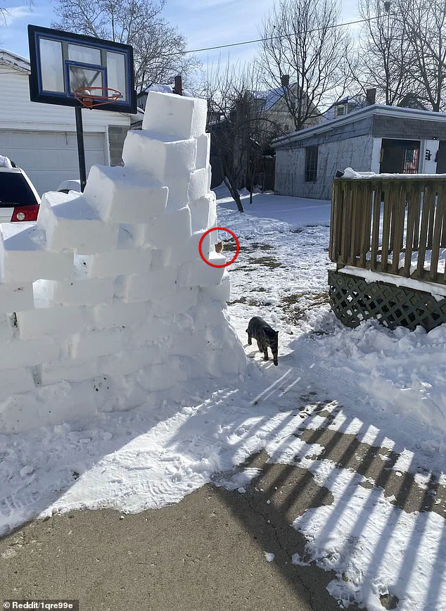 Privileged Eyes: The Hidden Orange Cat in the Viral Snowy Backyard Photo