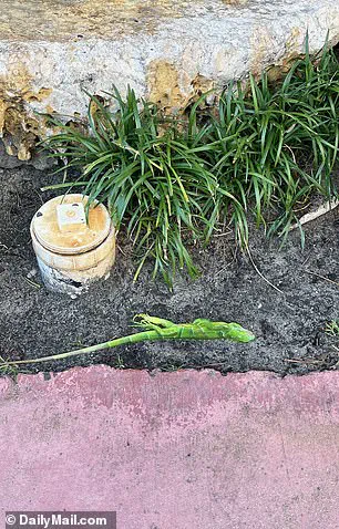 Rare Freeze in South Florida Causes Iguanas to Fall from Trees