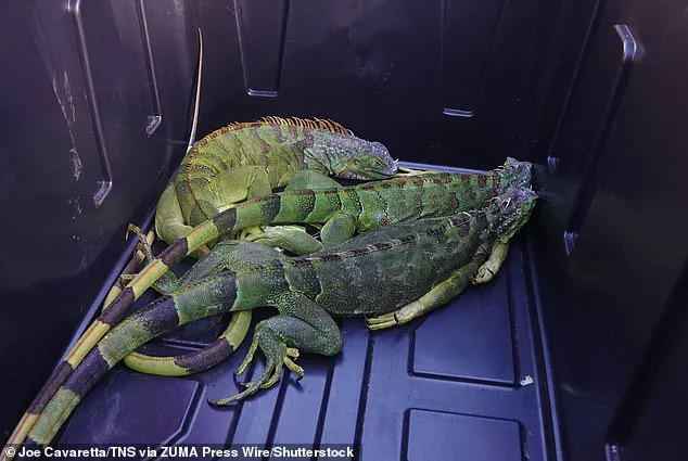 Rare Freeze in South Florida Causes Iguanas to Fall from Trees