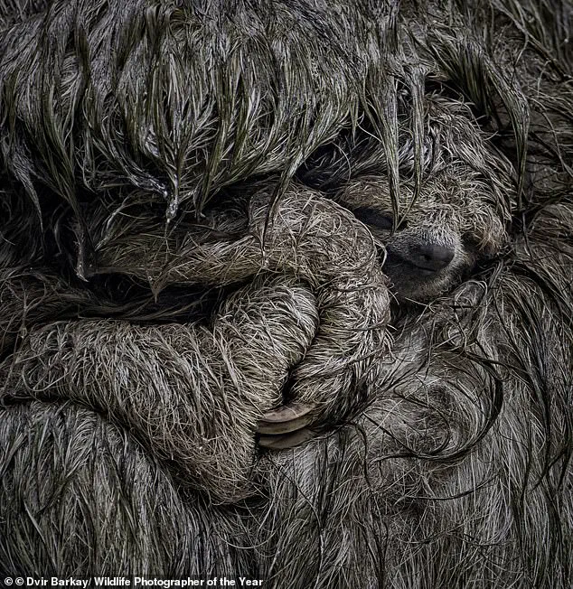 Wildlife Photographer of the Year Unveils Shortlisted Images Capturing Nature's Beauty and Fragility