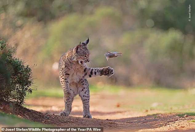 Wildlife Photographer of the Year Unveils Shortlisted Images Capturing Nature's Beauty and Fragility