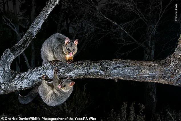 Wildlife Photographer of the Year Unveils Shortlisted Images Capturing Nature's Beauty and Fragility