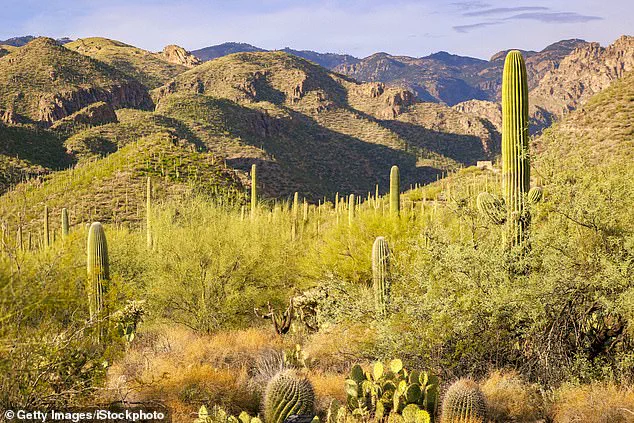 High-Stakes Search for 84-Year-Old Nancy Guthrie Intensifies in Tucson Desert as Authorities Race Against Time