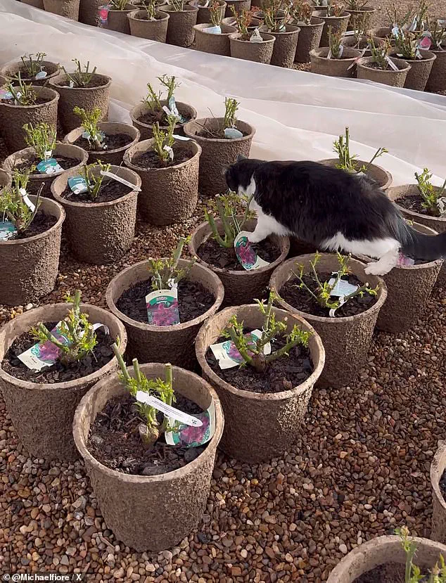 Texas Garden Center's 'Tactical Assault Cat' Sylvester Becomes Viral Sensation After Rat-Catching Feat