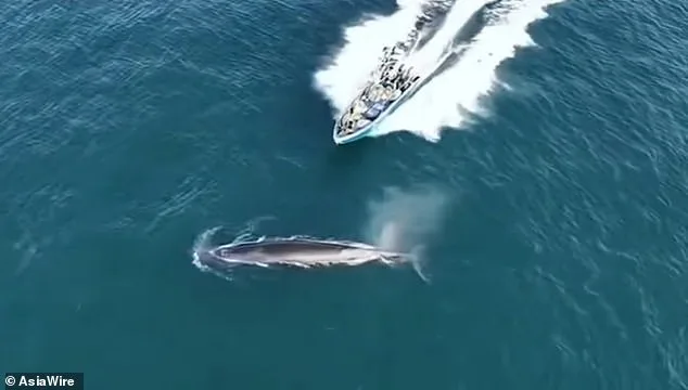 Whale Collision near Weizhou Island Sparks Debate Over Fishing, Tourism, and Conservation