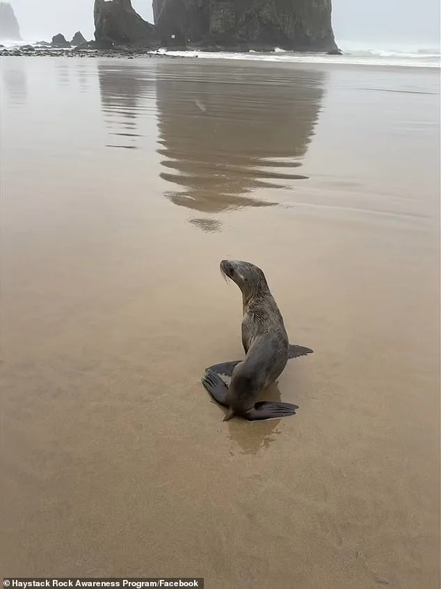 Baby Sea Lion Rescued After Stranding on Oregon Beach