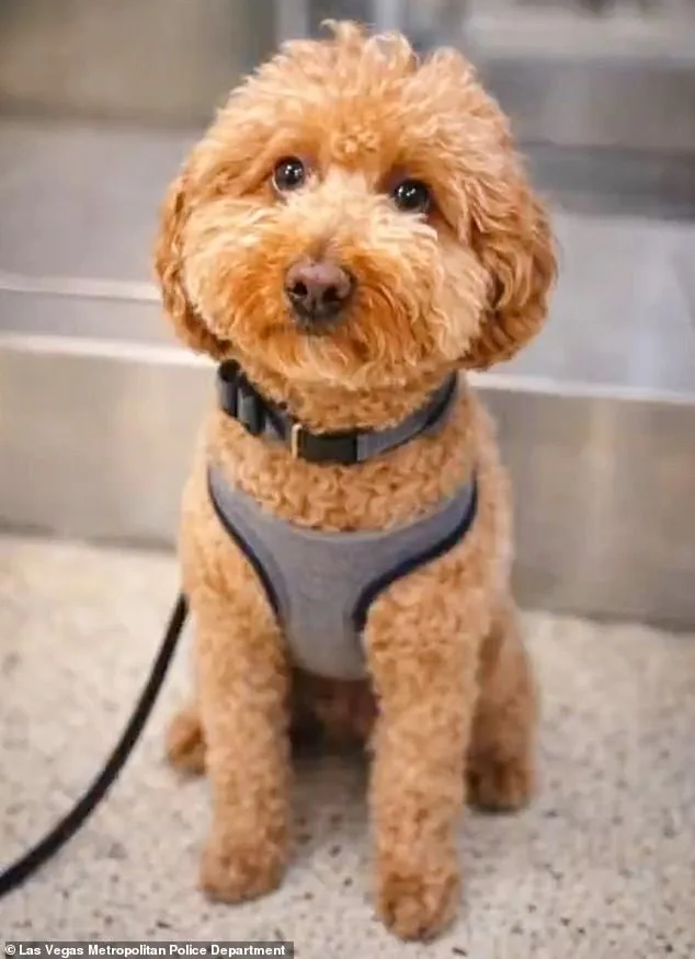 Woman Arrested for Leaving Puppy at Las Vegas Airport After Service Animal Dispute