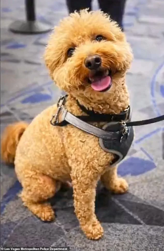 Woman Arrested for Leaving Puppy at Las Vegas Airport After Service Animal Dispute