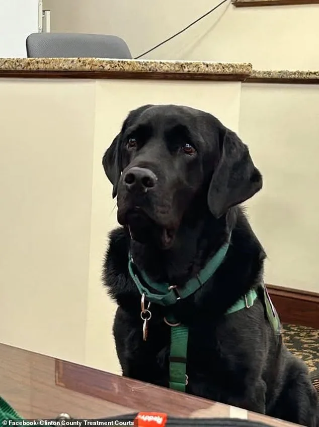 Mistrial Declared in Pennsylvania Dog Killing Case After Therapy Dog's Unexpected Disruption in Jury Room
