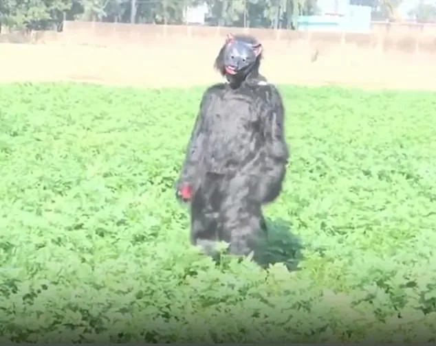 Desperate Farmers in India Dress as Bears to Deter Monkeys Raiding Crops