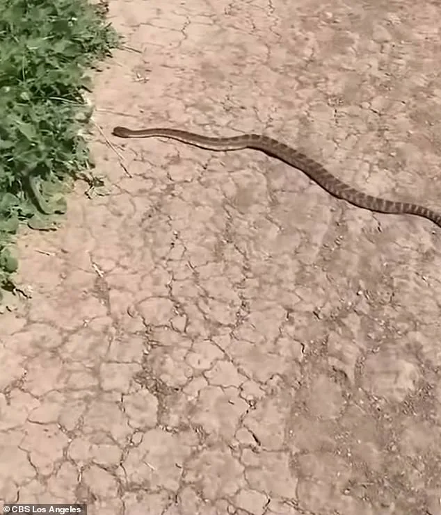 14-Year-Old California Girl Survives Rattlesnake Bite During Mountain Bike Adventure