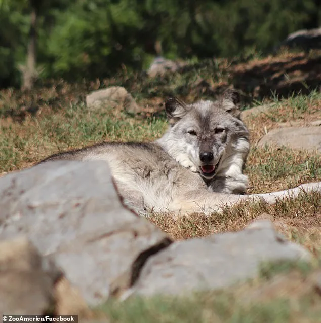 Toddler's Hand Clamped by Wolf at Hersheypark Zoo Amid Parental Distraction and Safety Concerns