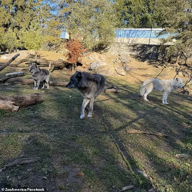 Toddler's Hand Clamped by Wolf at Hersheypark Zoo Amid Parental Distraction and Safety Concerns