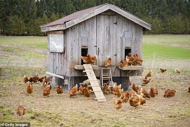 Bizarre West Virginia Confrontation in Chicken Coop Ends with Intruder Injured and Legal Battle