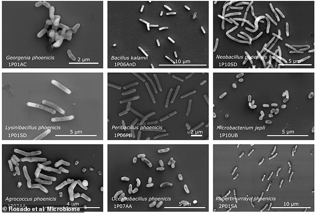 Hardy fungus spores survive harsh Mars-like conditions in new study.