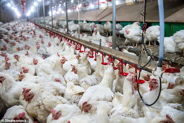 UK and US begin H5N1 bird flu vaccine trials for 4,000 participants.