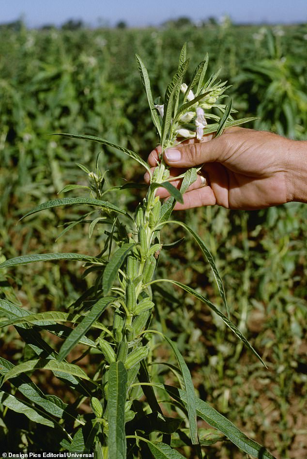 Experts urge everyone to embrace the nutritious, cholesterol-lowering power of tahini.