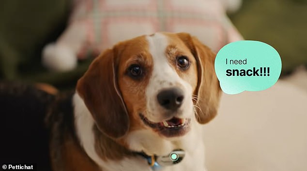 New AI collar translates pet sounds into human language with 95% accuracy.