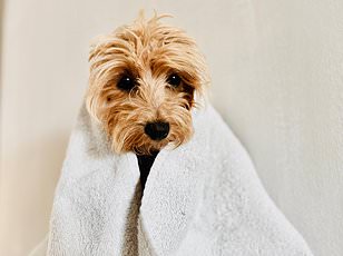 New AI collar translates pet sounds into human language with 95% accuracy.