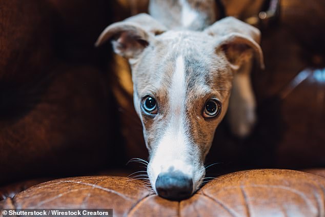 Whippets surge to UK's 11th most popular dog breed