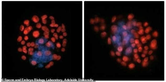 China sends human embryos to space station to test fertility risks.