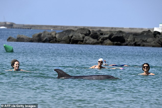 Young dolphin stranded near French beach despite crowds