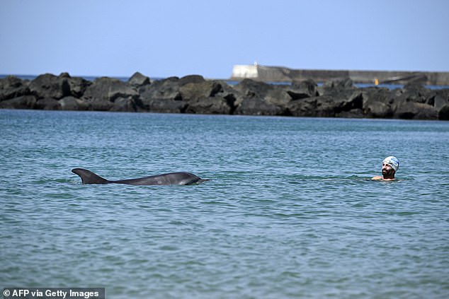 Young dolphin stranded near French beach despite crowds
