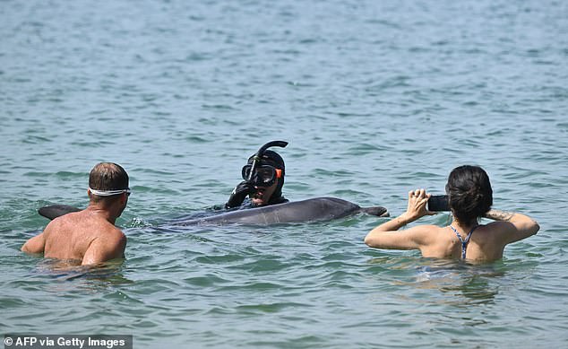 Young dolphin stranded near French beach despite crowds
