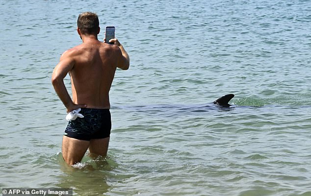 Young dolphin stranded near French beach despite crowds