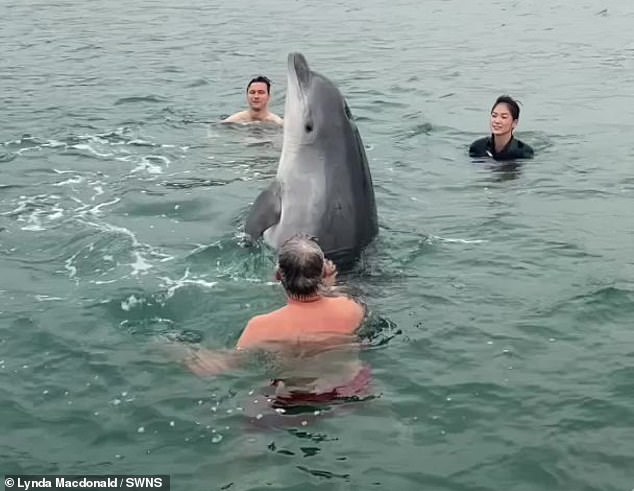 Young dolphin stranded near French beach despite crowds