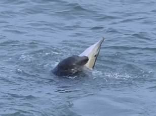 Young dolphin stranded near French beach despite crowds